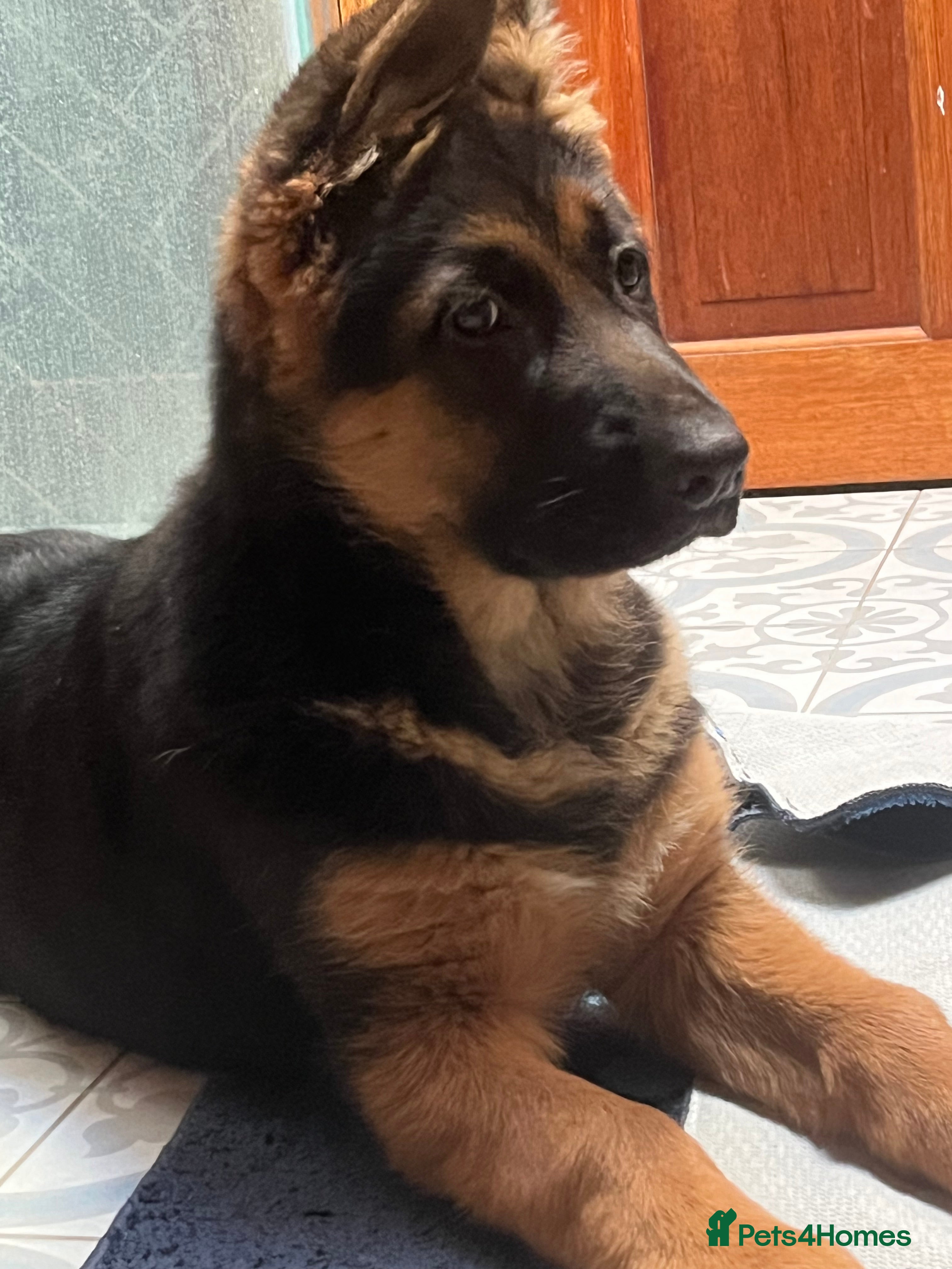 German Shepherd dogs Outstanding Vomkonstanz German Shepherd Litter  - Advert 10