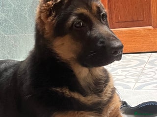 German Shepherd dogs Outstanding Vomkonstanz German Shepherd Litter - Advert 2