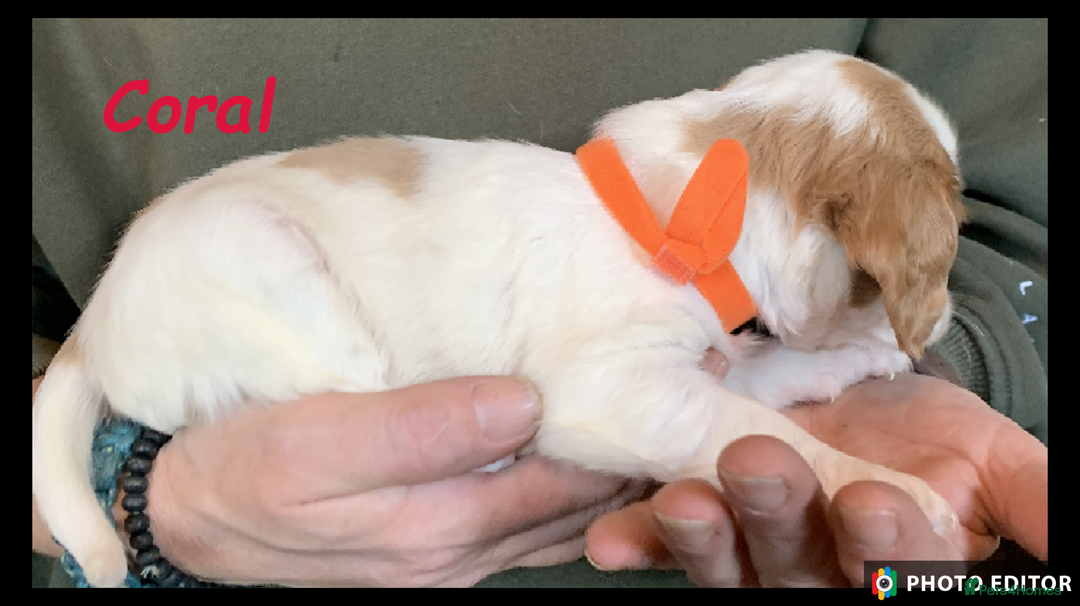 Cockalier dogs for sale: Beautiful Cockalier Pups – Loving Homes Await - Advert 9