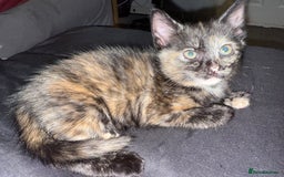 Mixed Breed cats for sale: 2 male and 2 females looking for fur ever homes  - Image 7