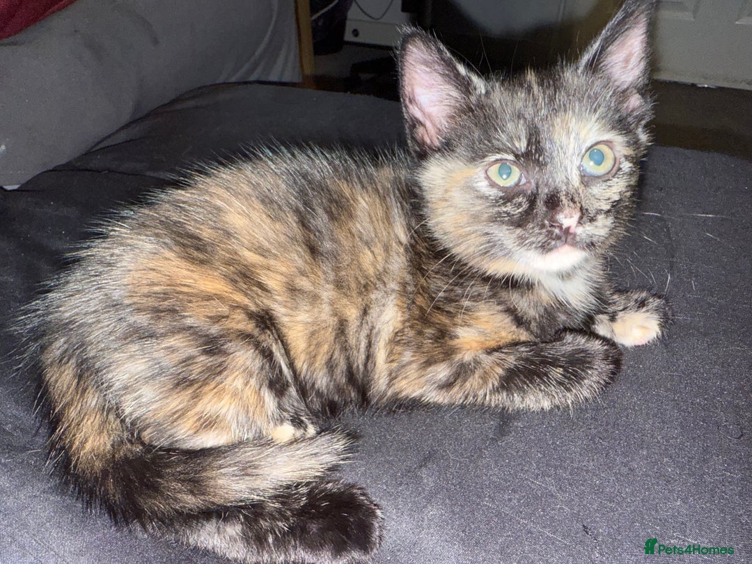 Mixed Breed cats for sale: 2 male and 2 females looking for fur ever homes  - Image 7