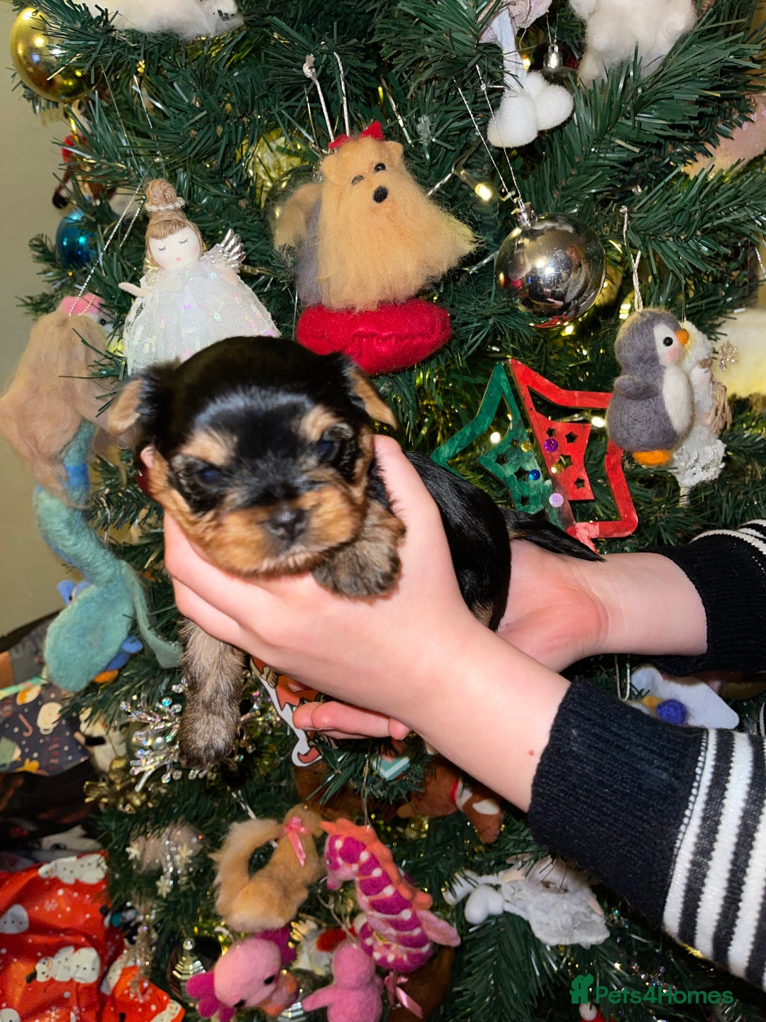 Yorkshire Terrier dogs for sale: Absolutely stunning  mini yorkie boy  - Advert 37