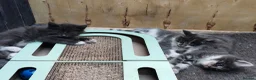 Mixed Breed cats for sale: Kitten for rehoming  in Mansfield - Advert 8