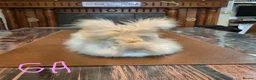 Angora rabbits for sale: Gorgeous Angora Rabbits, Pure Bred Full Faced. - Advert 15