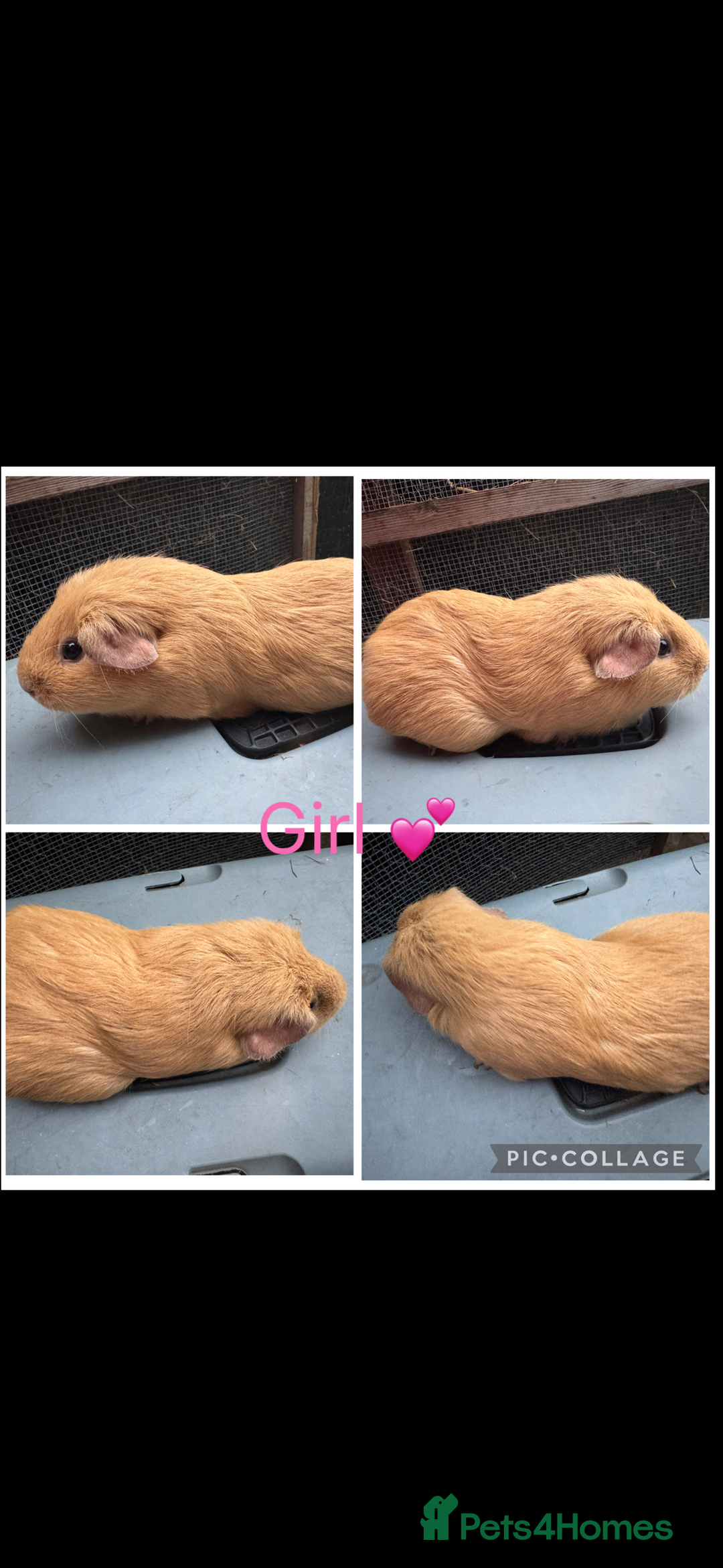 Guinea Pig rodents for sale: Female & Male Guinea pigs 👀 for new laps 🥰 - Advert 10