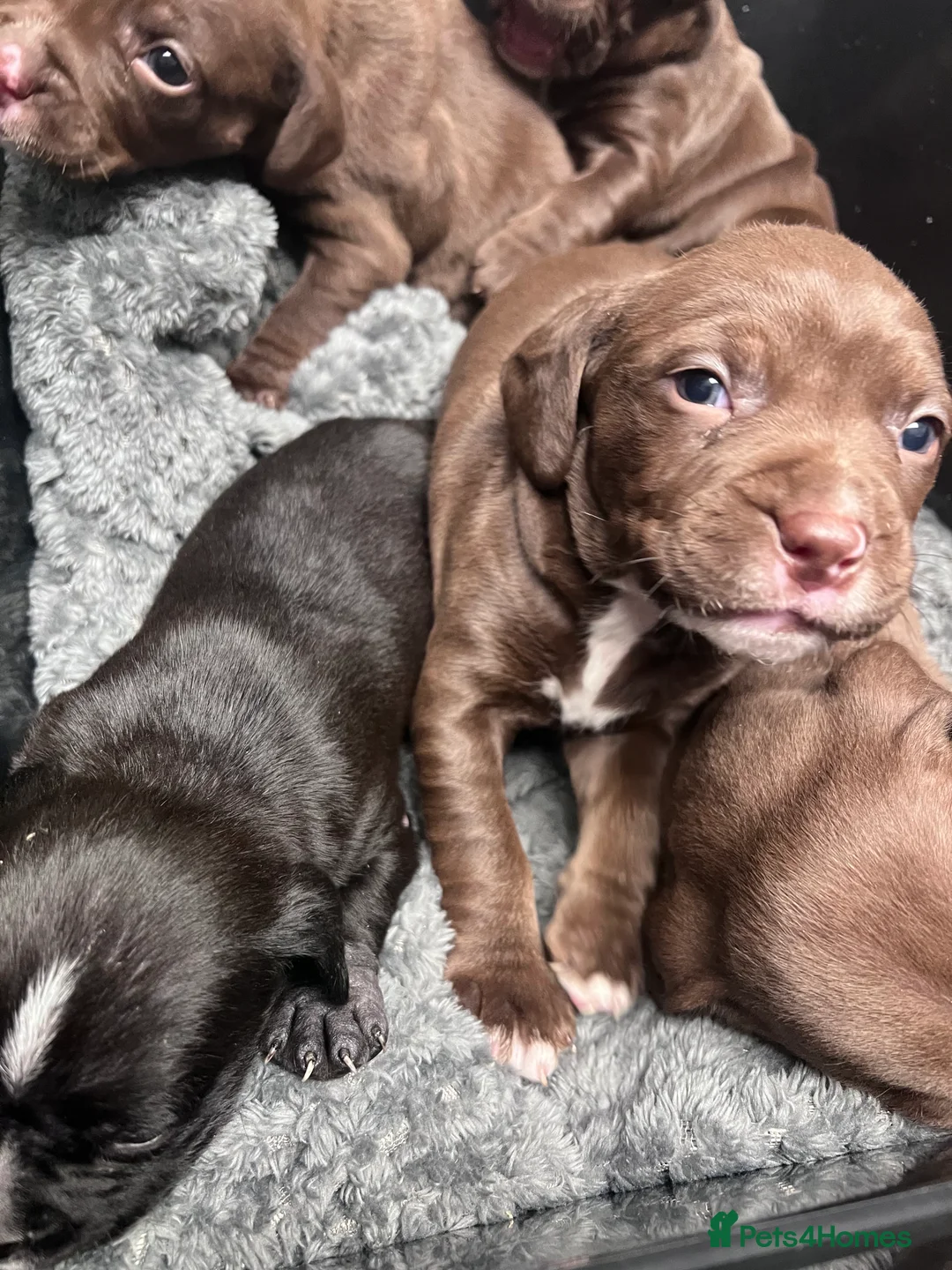 Mixed Breed dogs for sale: Staffy cross cocker spaniel puppies  - Advert 1