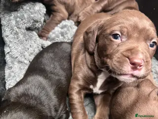 Mixed Breed dogs Staffy cross cocker spaniel puppies - Advert 16