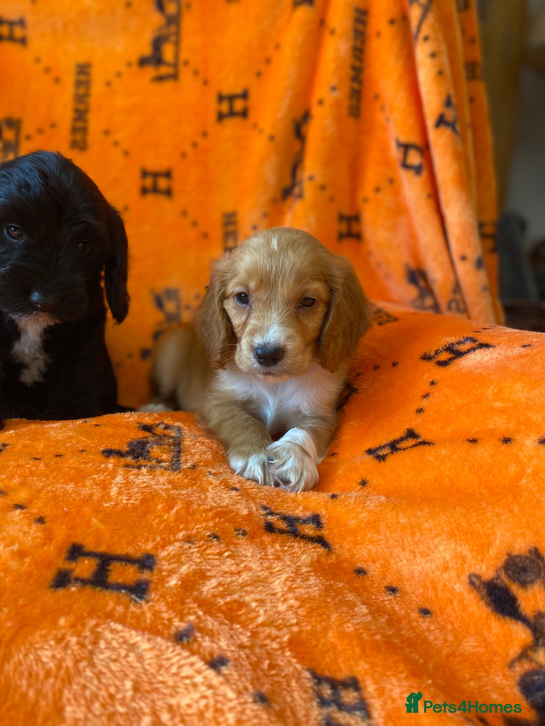 Cockapoo dogs for sale: Beautiful cockapoo - Image 4