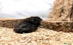 Guinea Pig rodents for sale: Multiple Baby Guinea Pigs For Sale 🥰💗 - Image 22