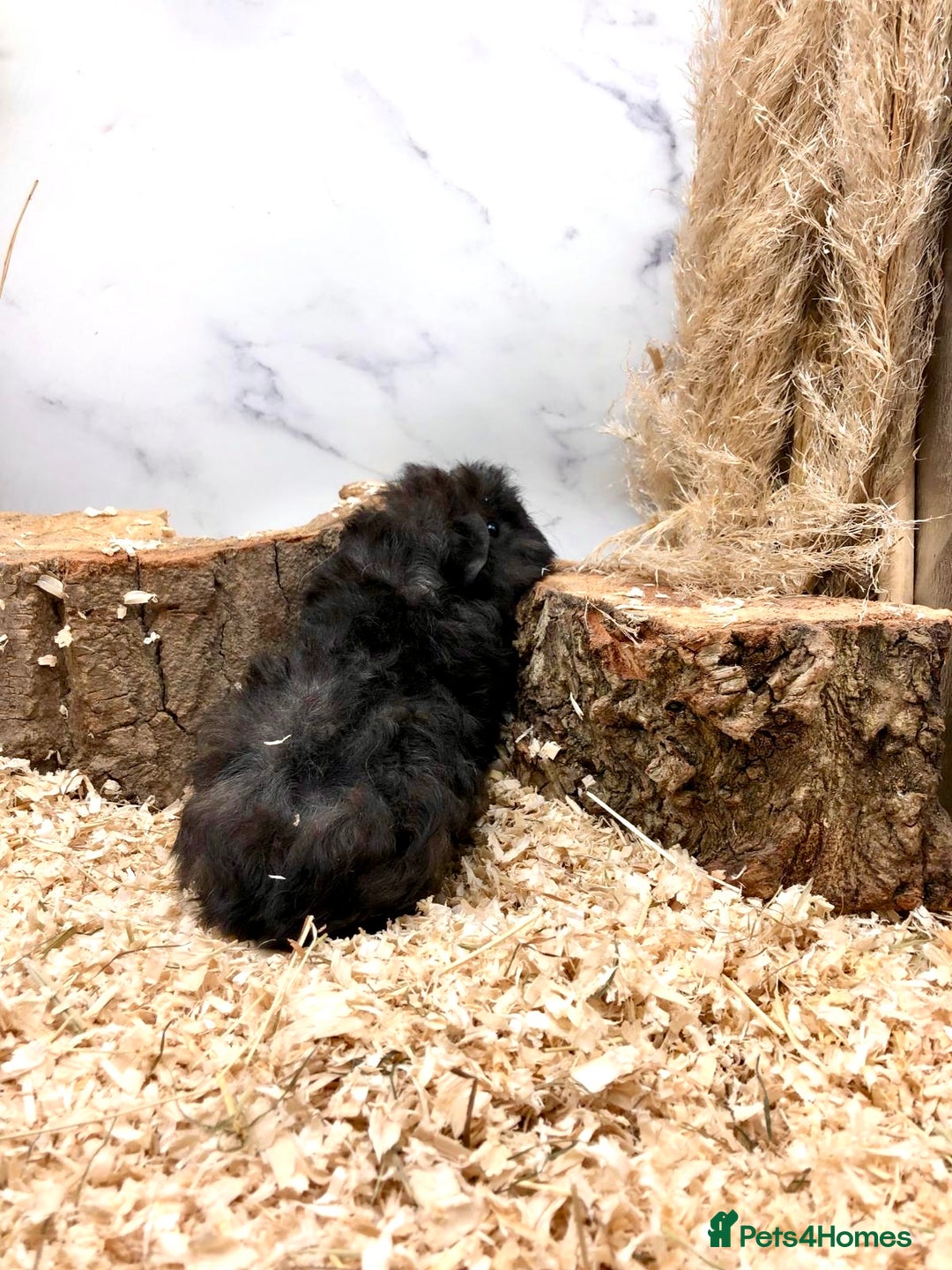 Guinea Pig rodents for sale: Multiple Baby Guinea Pigs For Sale 🥰💗 - Image 22