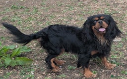 Cavalier King Charles Spaniel dogs for sale: KC Health Tested Black/Tan Male Cavalier 2 years - Image 5