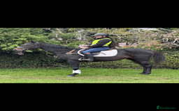 English Thoroughbred horses for sale: Dora - A Classy Flashy Allrounder  - Image 2