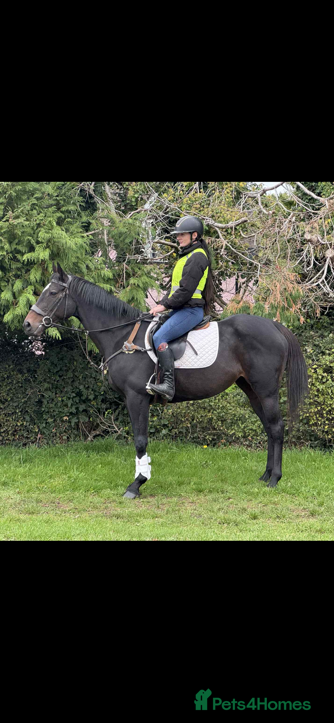 English Thoroughbred horses for sale: Dora - A Classy Flashy Allrounder  - Image 2