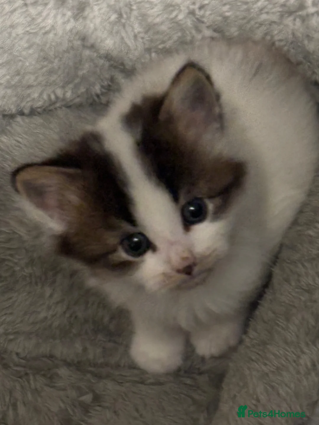 Mixed Breed cats for sale: Kittens in Bury Saint Edmunds - Advert 9