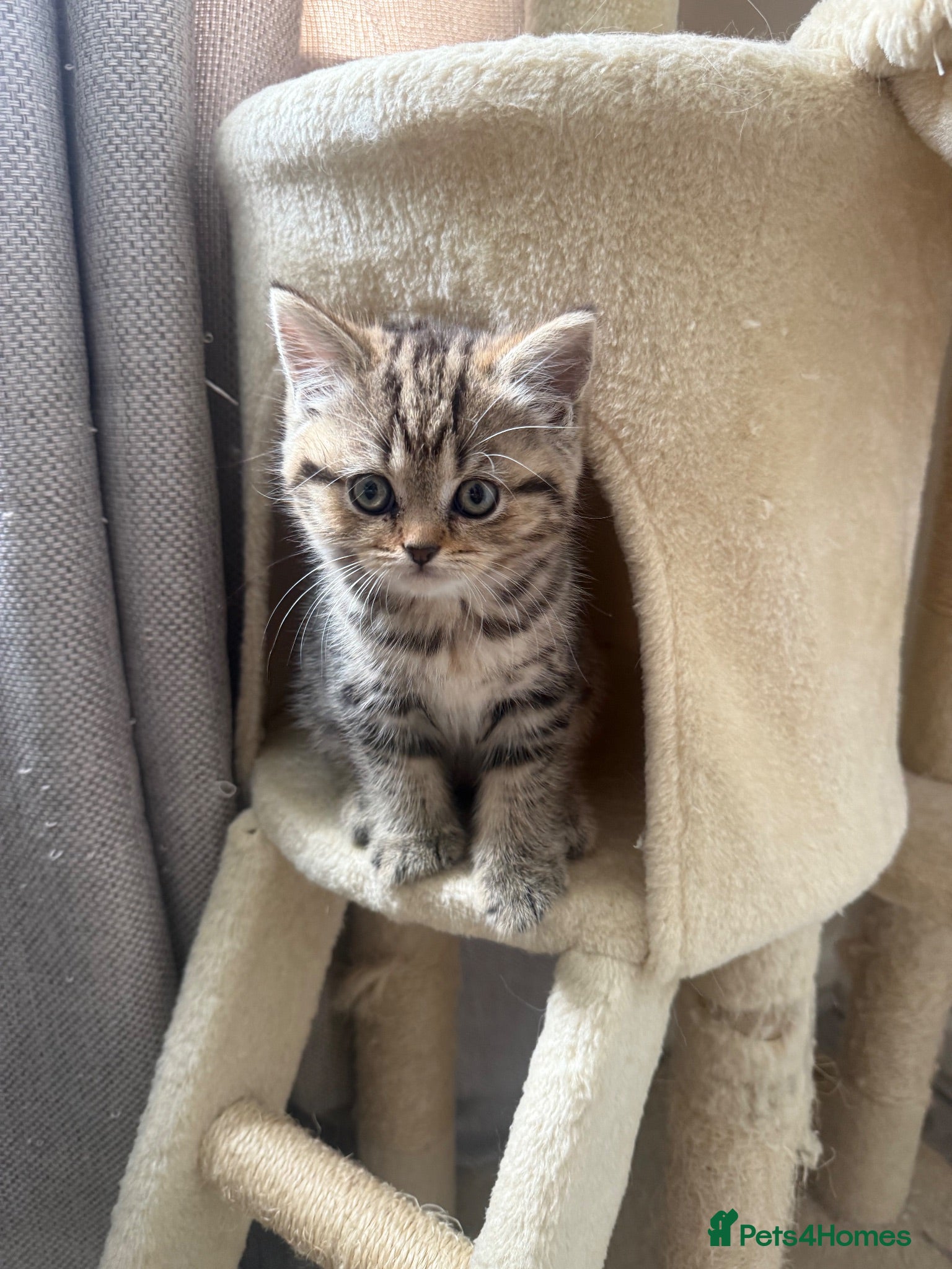 Scottish Fold cats 3 beautiful scottish straight kittens 🐱  - Advert 7
