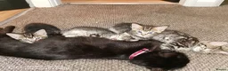 Mixed Breed cats for sale: Mixed Breed Tabby Kittens in Askam-in-Furness - Advert 3