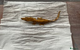 Gecko reptiles for sale: 5 baby crested geckos for sale various morphs - Image 6