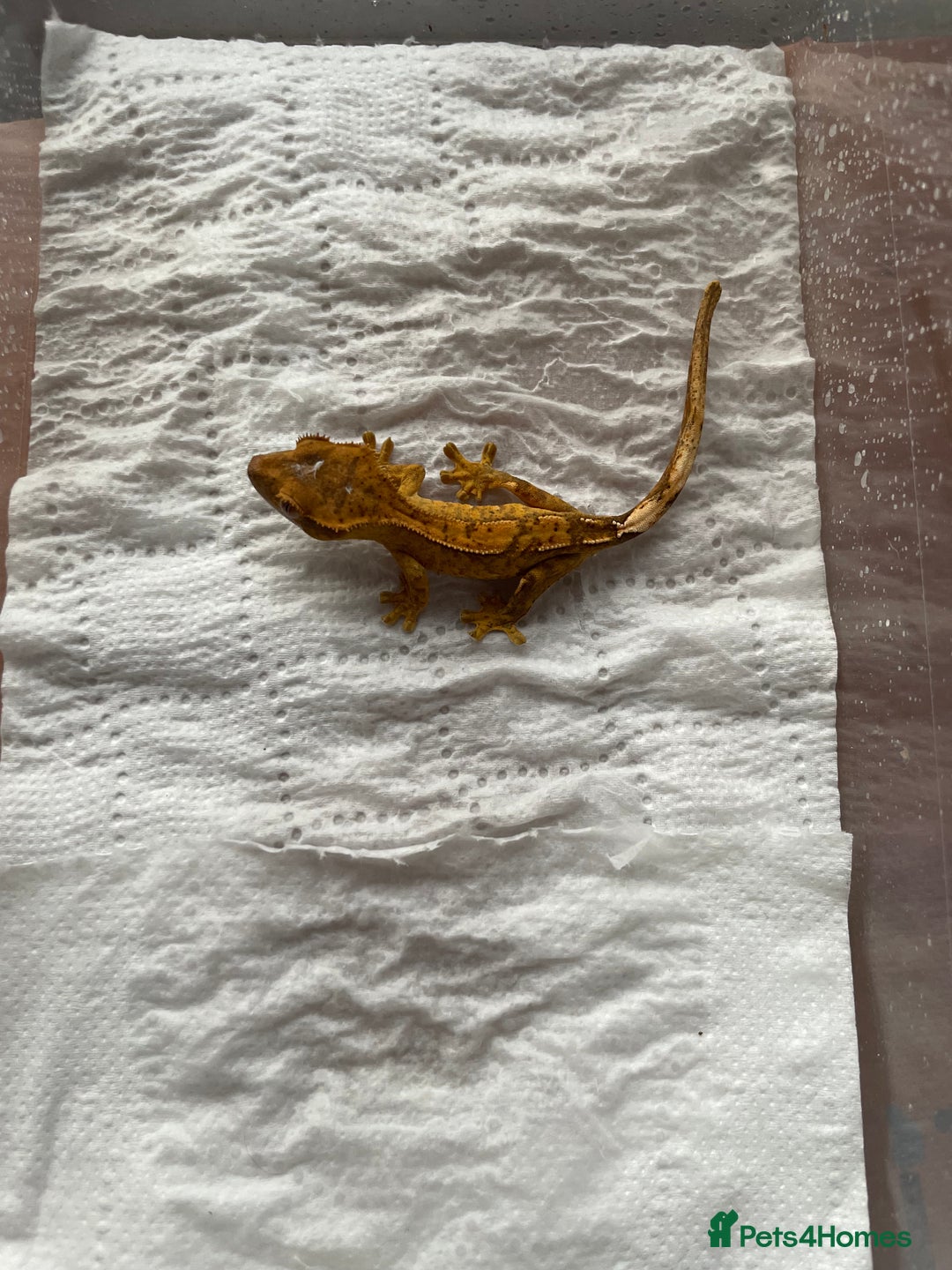 Gecko reptiles for sale: 5 baby crested geckos for sale various morphs - Image 6