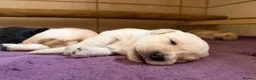 Labradoodle dogs for sale: Fb1 labradoodle puppies  - Advert 4