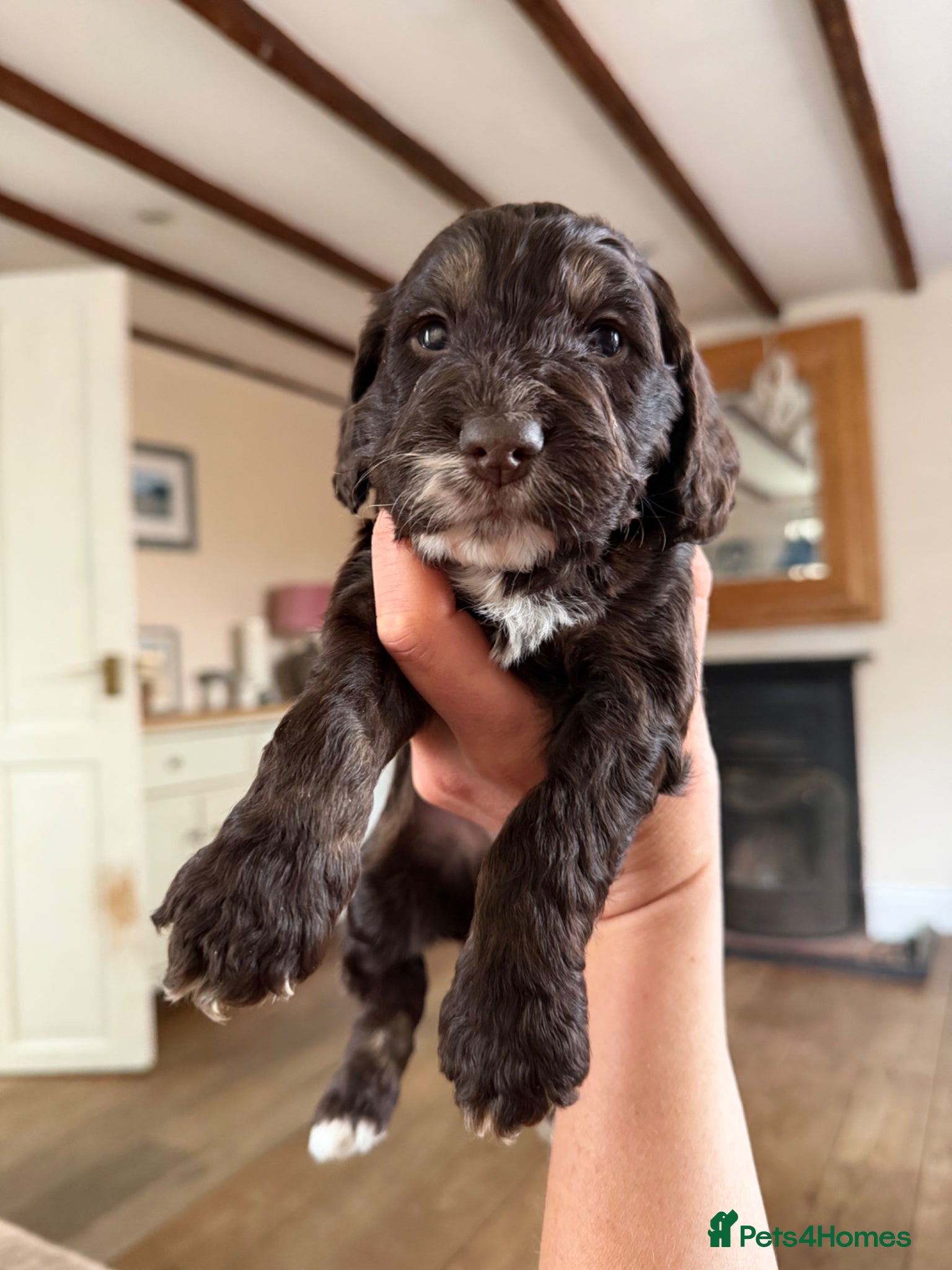 Cockapoo dogs F1 Cockapoo Puppies - Advert 14