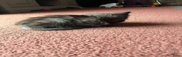 Mixed Breed cats for sale: Beautiful very friendly long haired kittens  - Advert 27