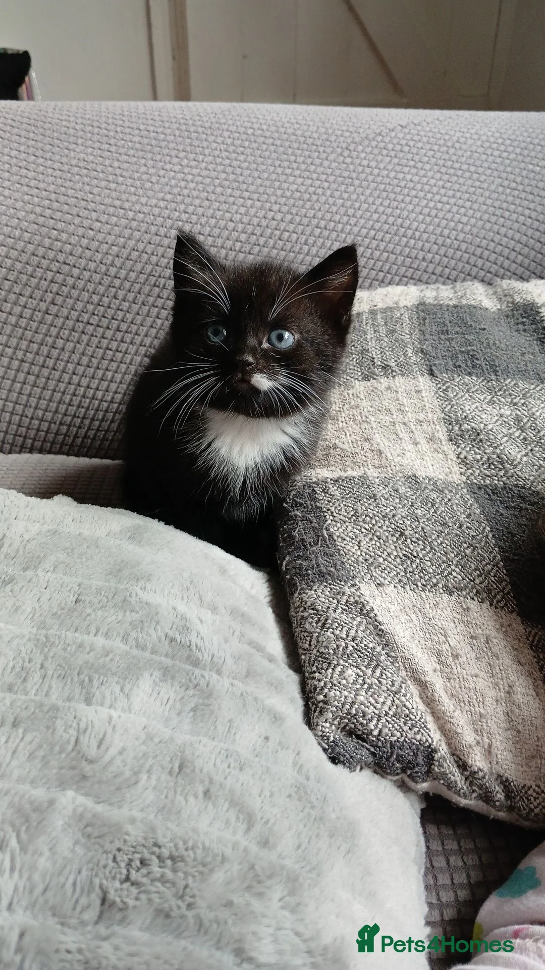 Domestic Shorthair cats for sale: 1 Black Female kitten and 1 Male Tabby Kitten - Advert 2