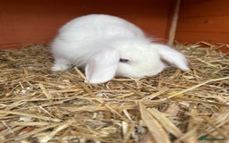 Lionhead rabbits for sale: 3 lionhead rabbits and cage  - Image 2