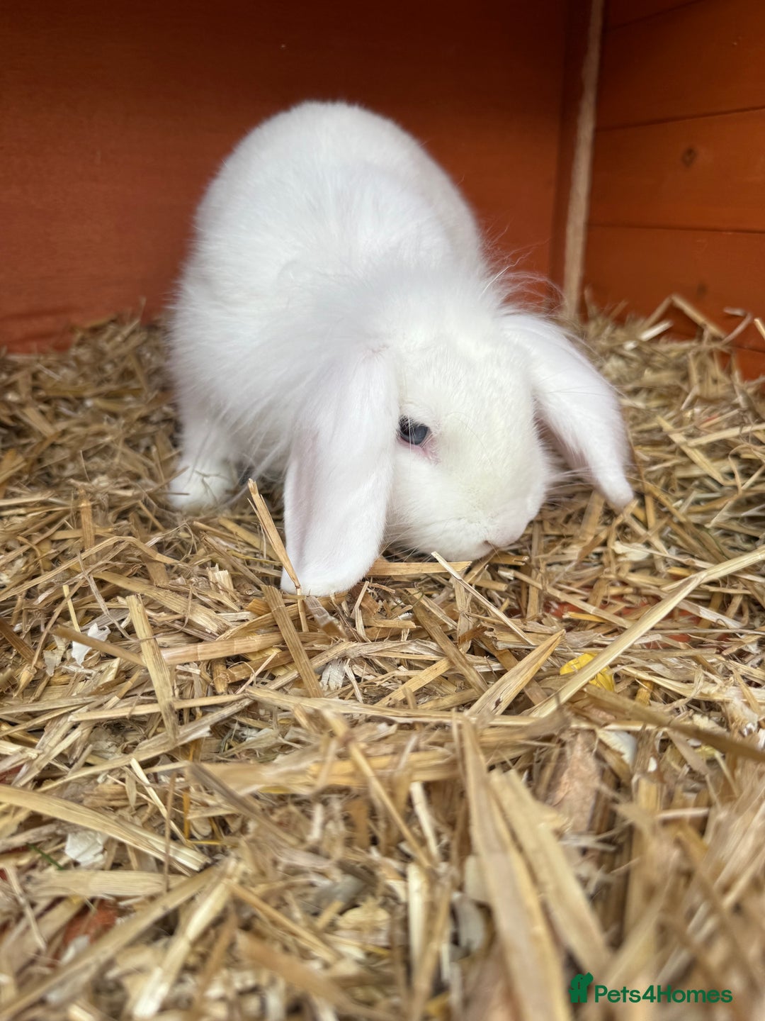 Lionhead rabbits for sale: 3 lionhead rabbits and cage  - Image 2