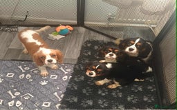 Cavalier King Charles Spaniel dogs for sale: *REDUCED last 2* Beautiful kc registered cavaliers - Image 8