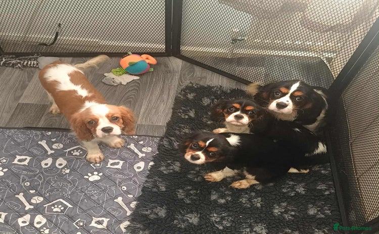 Cavalier King Charles Spaniel dogs - Advert 1