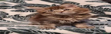 Brown tabby female 