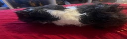Guinea Pig rodents for sale: Female guinea pigs  - Advert 4