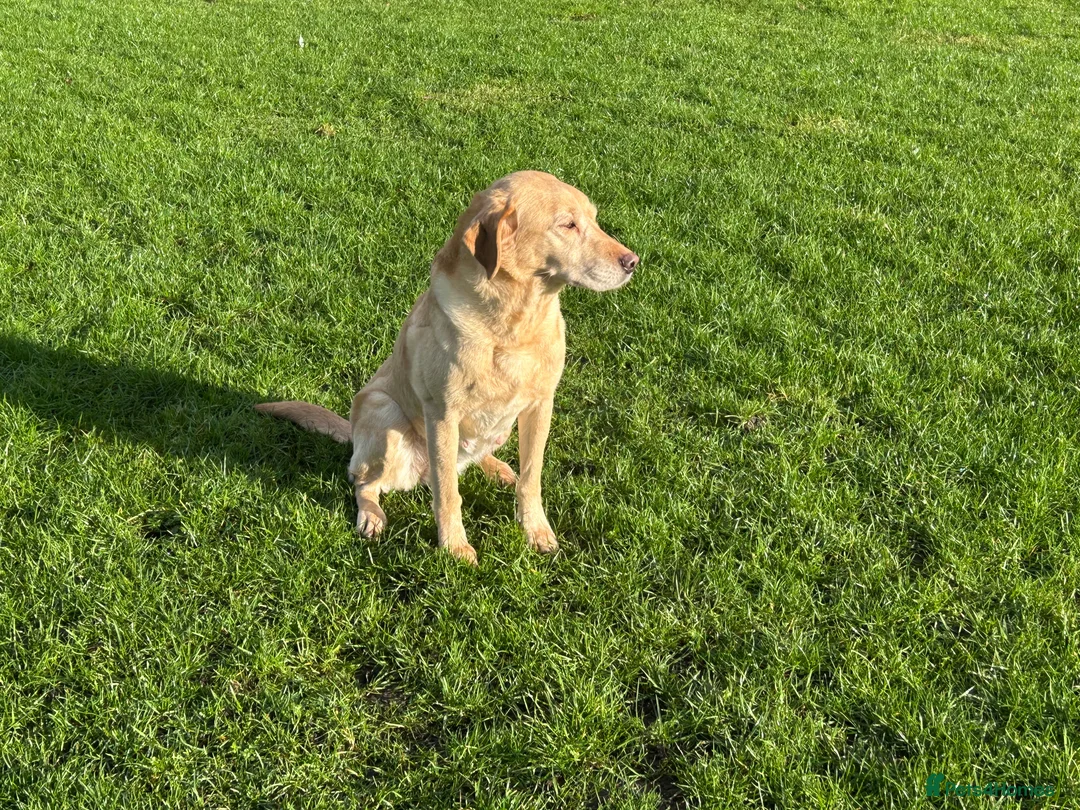 Labrador Retriever dogs for sale: Lucky Labrador female  - Advert 3