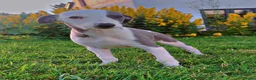 Whippet dogs for sale: ⭐️⭐️beautiful whippet pups ⭐️⭐️ in Pencader - Advert 23