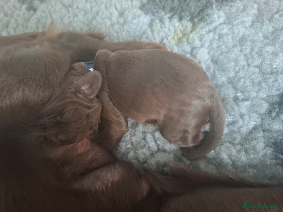 Cocker Spaniel dogs for sale: Working Cocker Spaniel Pups parents DNA tested - Image 5