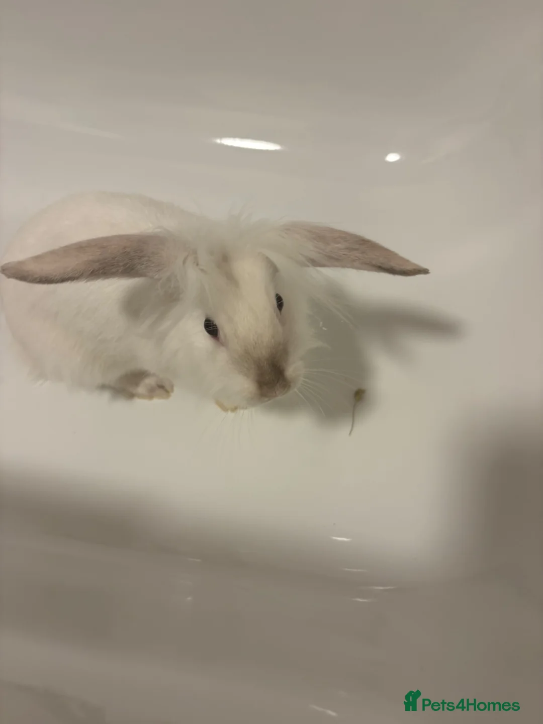 Mixed Breed rabbits for sale: Rabbit in Saint Helens - Advert 2