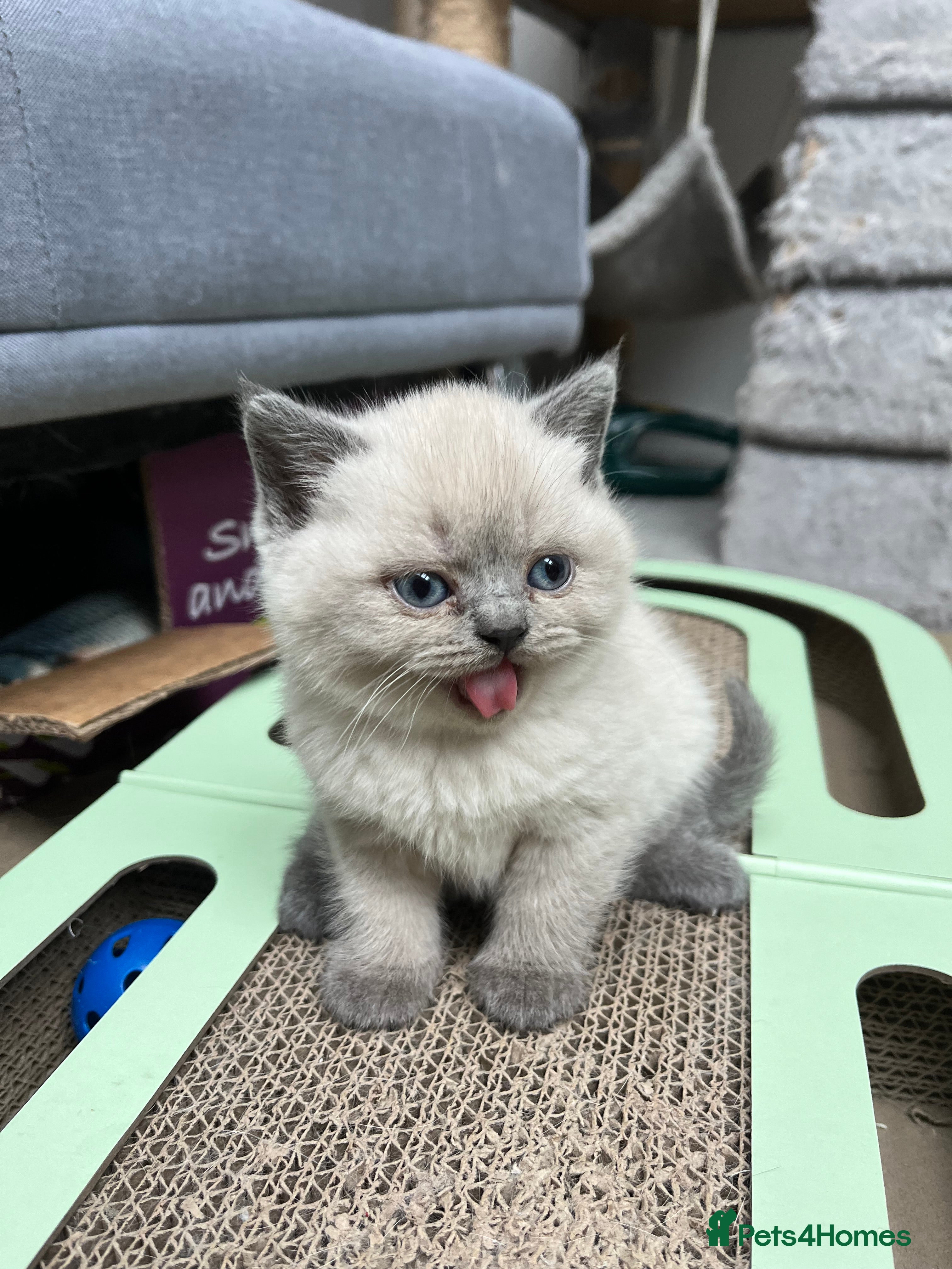 British Shorthair cats 4 Gorgeous BSH Kittens are ready - Advert 2