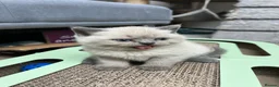 British Shorthair cats for sale: 4 Gorgeous BSH Kittens are ready - Advert 2