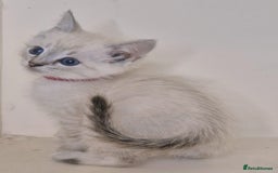 Mixed Breed cats for sale: Bengal x british short hair - Image 3