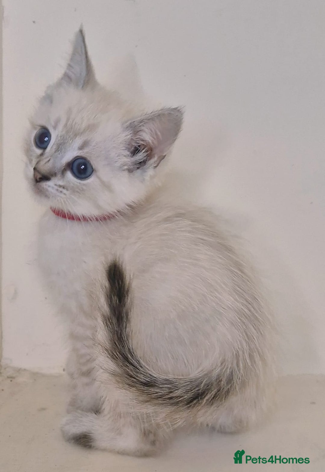 Mixed Breed cats for sale: Bengal x british short hair - Image 3