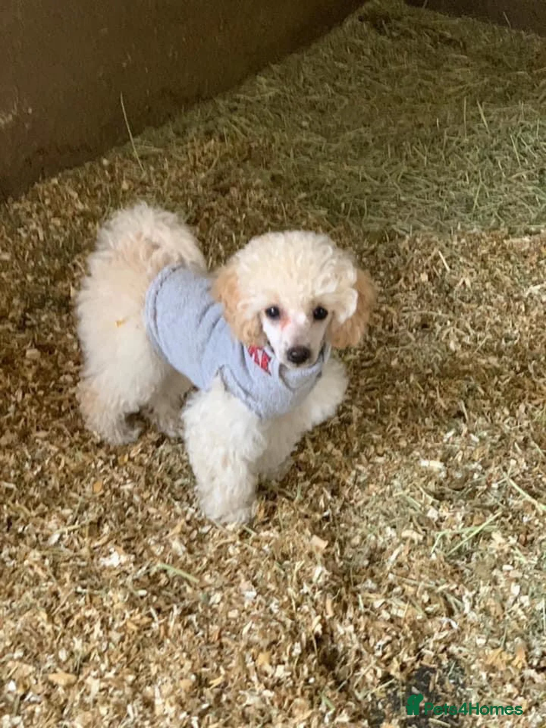 Toy Poodle dogs for stud: Champion Line KC Apricot Toy Poodle Stud in Ringwood - Advert 39
