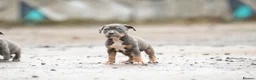American Bully dogs for sale: Pocket cross standard bully’s  - Advert 4