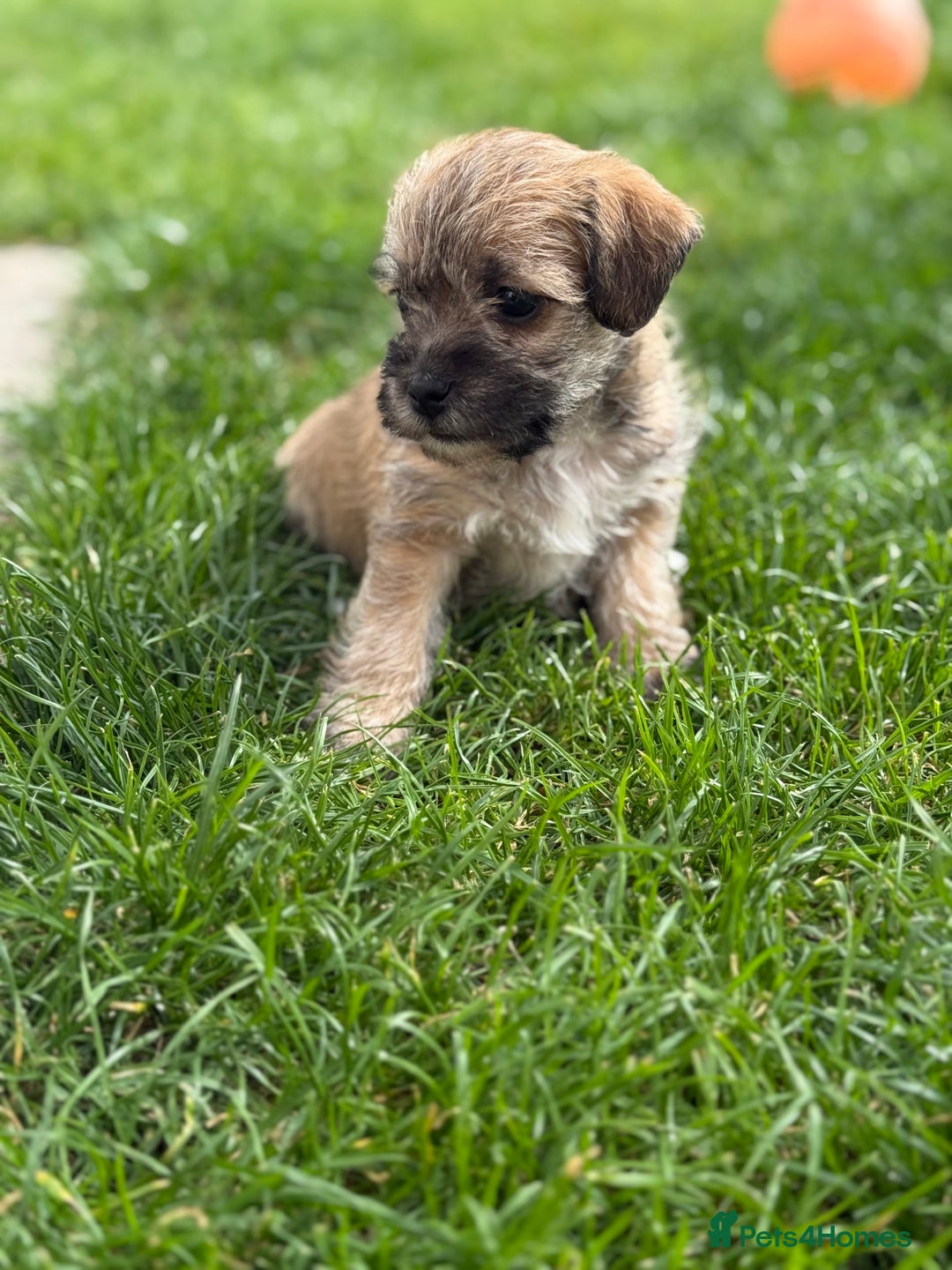 Yorkshire Terrier dogs for sale: Yorkies  - Image 8
