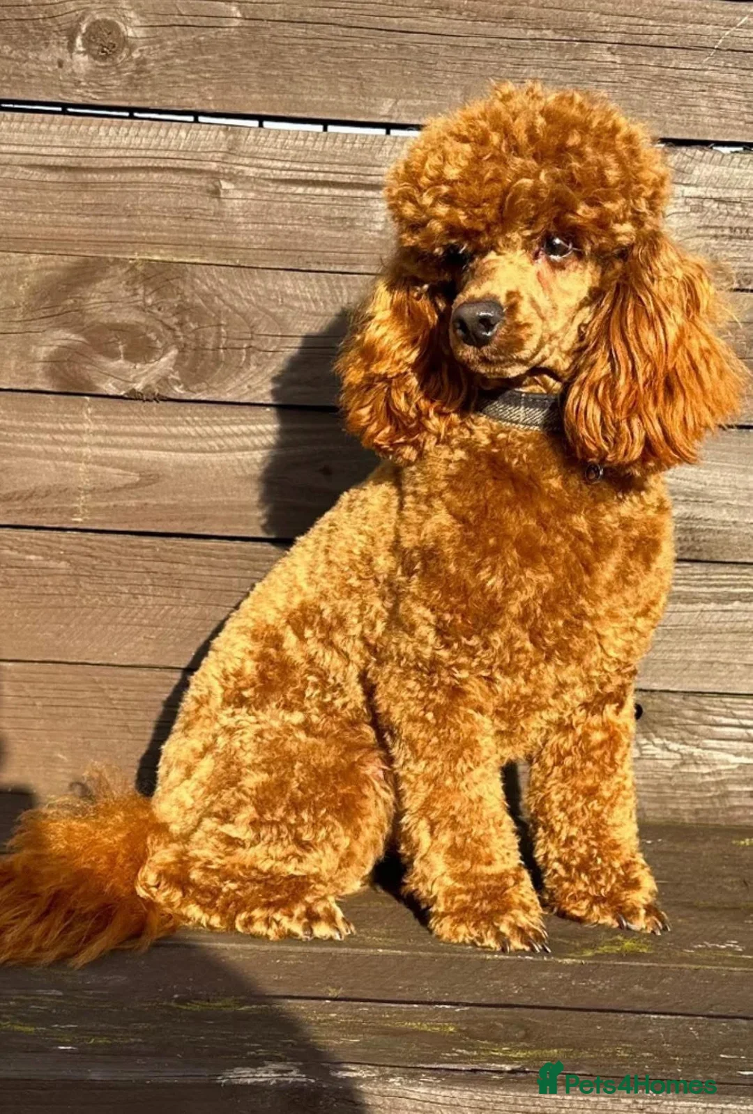 Cavapoochon dogs for sale: Cavapoochon puppies health tested parents  - Advert 2