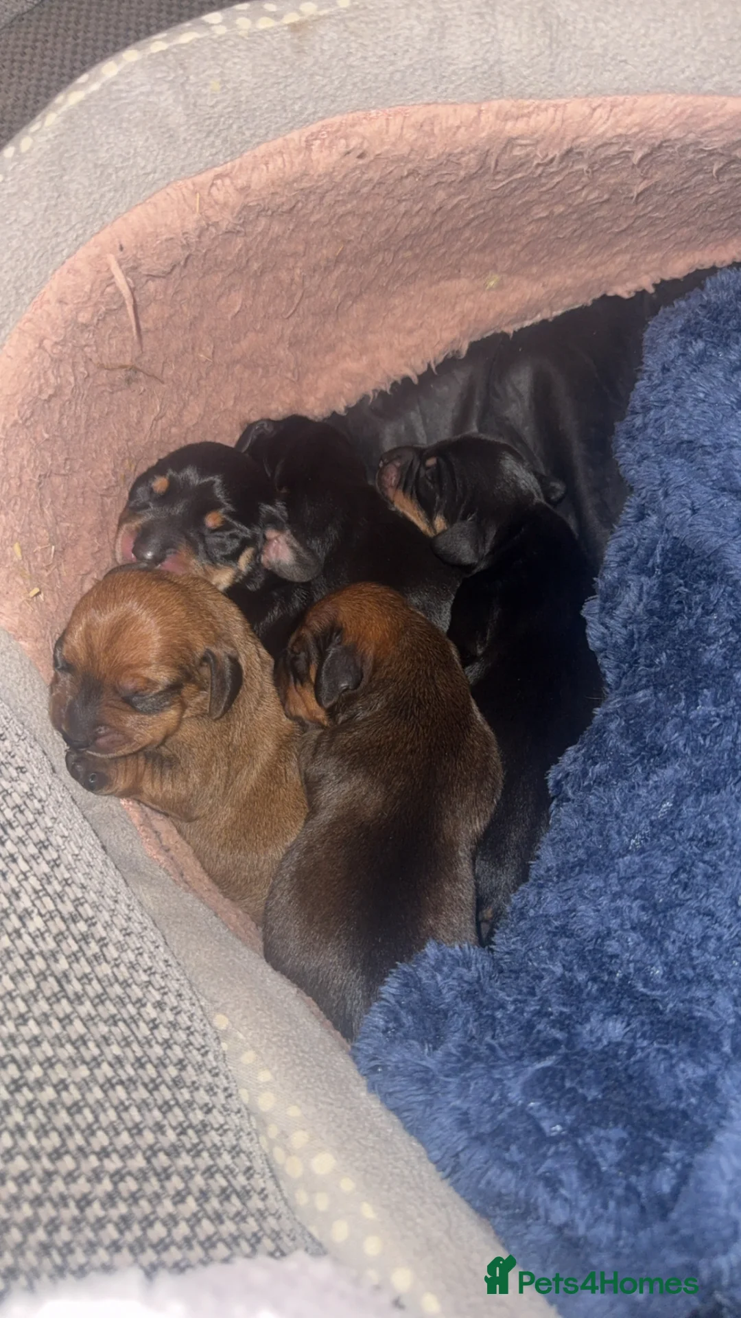 Miniature Dachshund dogs for sale: Lovely litter of 5 Miniature Dachshunds  in Nottingham - Advert 19