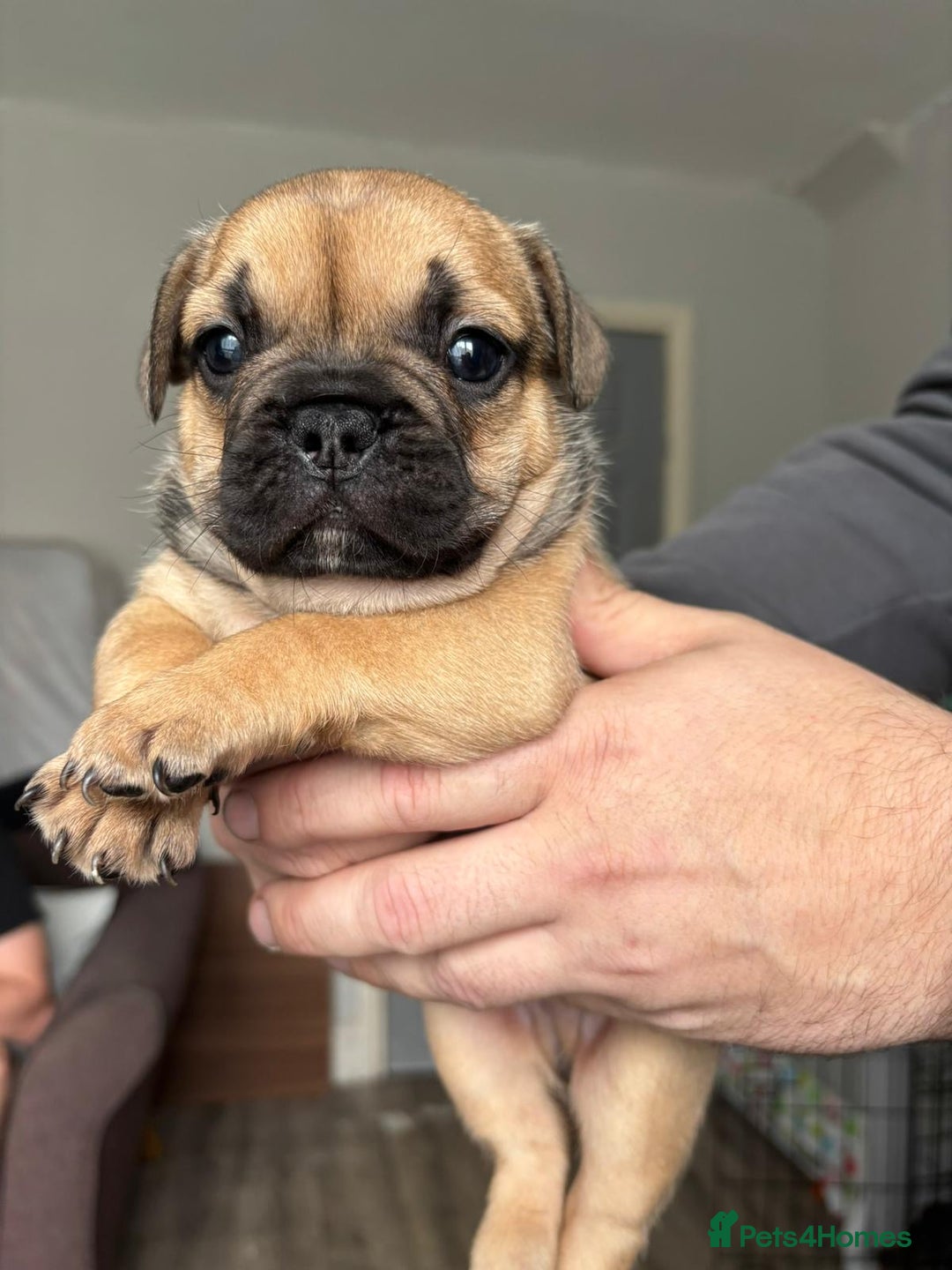 French Bulldog dogs for sale: 2 boy freachies pup ready to go  - Image 5