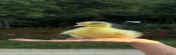 Geese poultry for sale: Sebastapol Goslings For Sale  in Burford - Advert 1