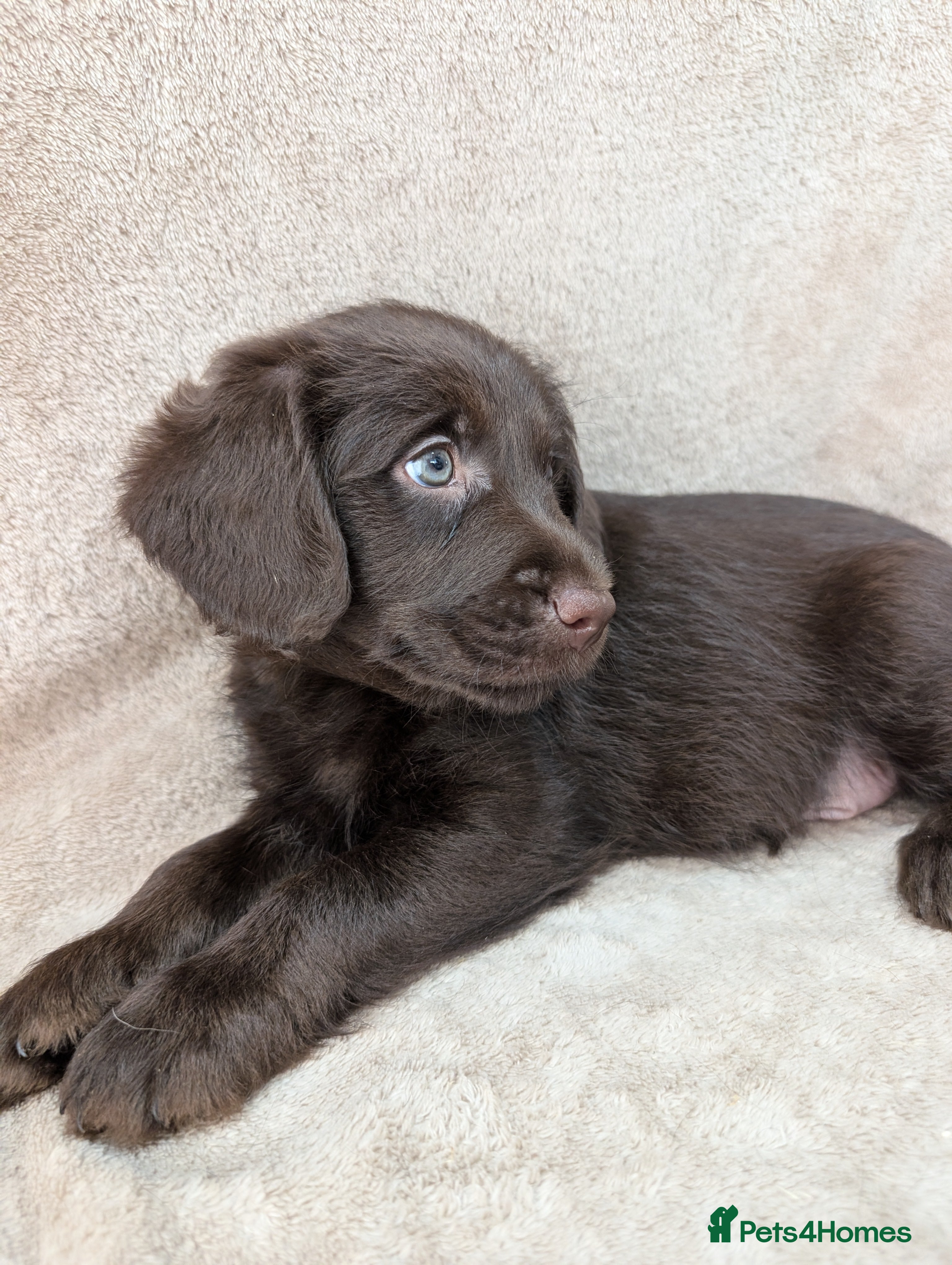 Labradoodle dogs Miniature Labradoodle Puppies  - Advert 2