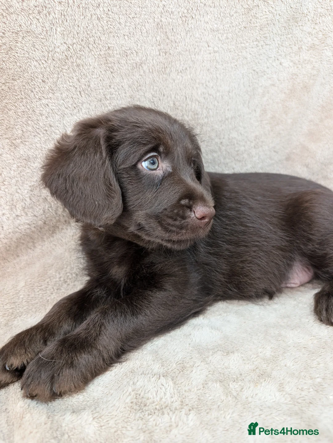 Labradoodle dogs for sale: Reduced - 2 girls left - Miniature Labradoodles - Advert 31