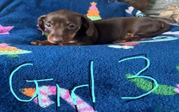 Dachshund dogs for sale: Puppies for sale - Image 6